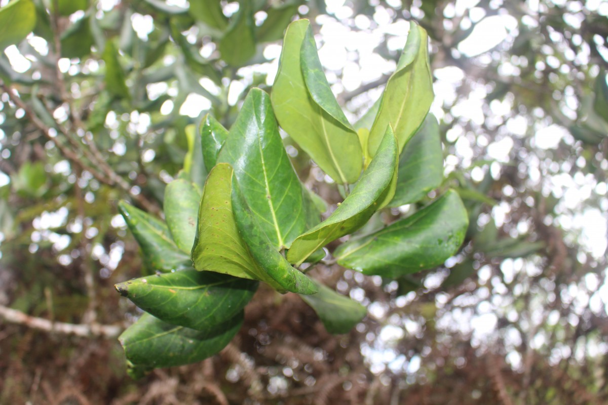 Aporosa latifolia Thwaites